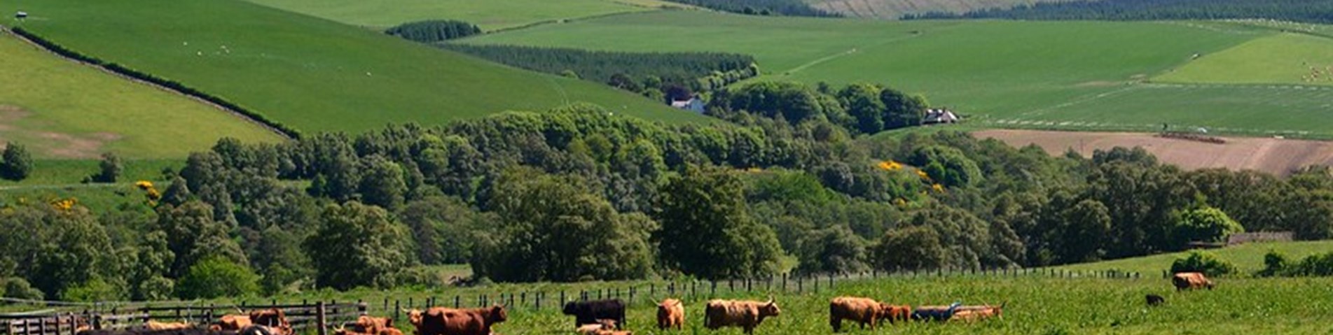 RPID Flickr Cows Trees 4.jpg