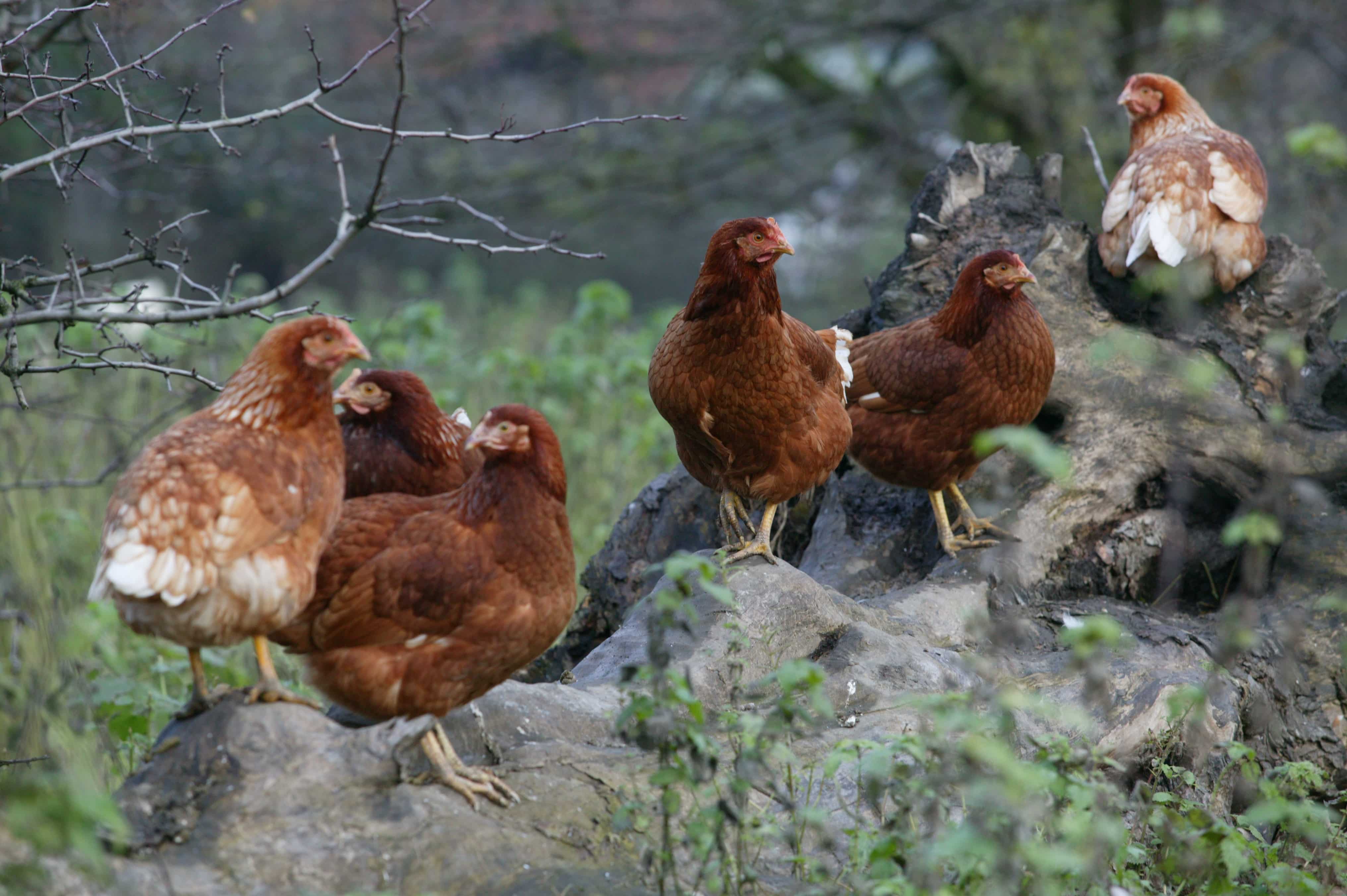 hens outside