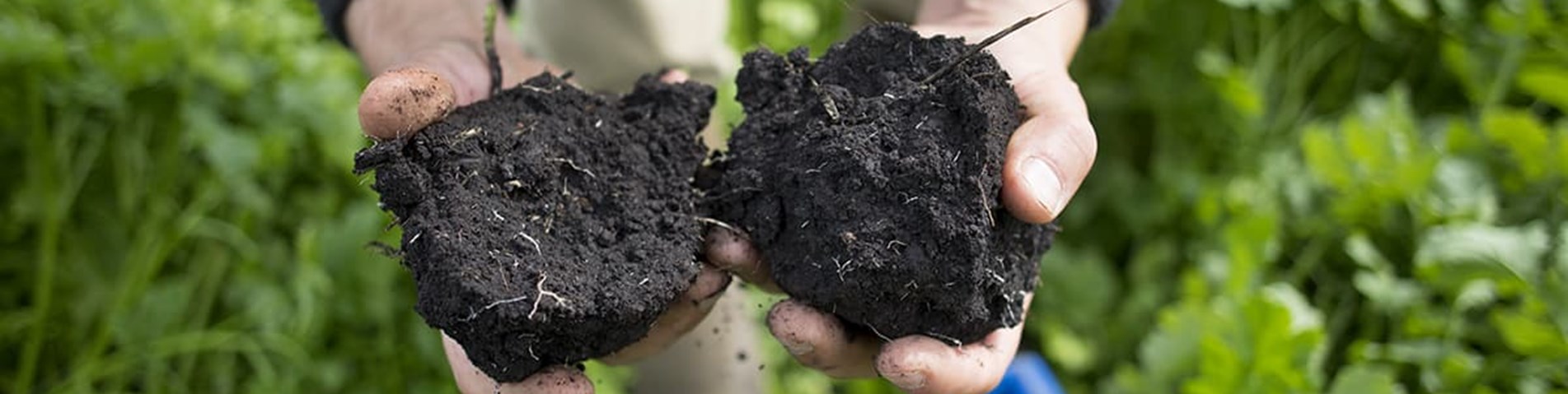 hands holding soil.jpg