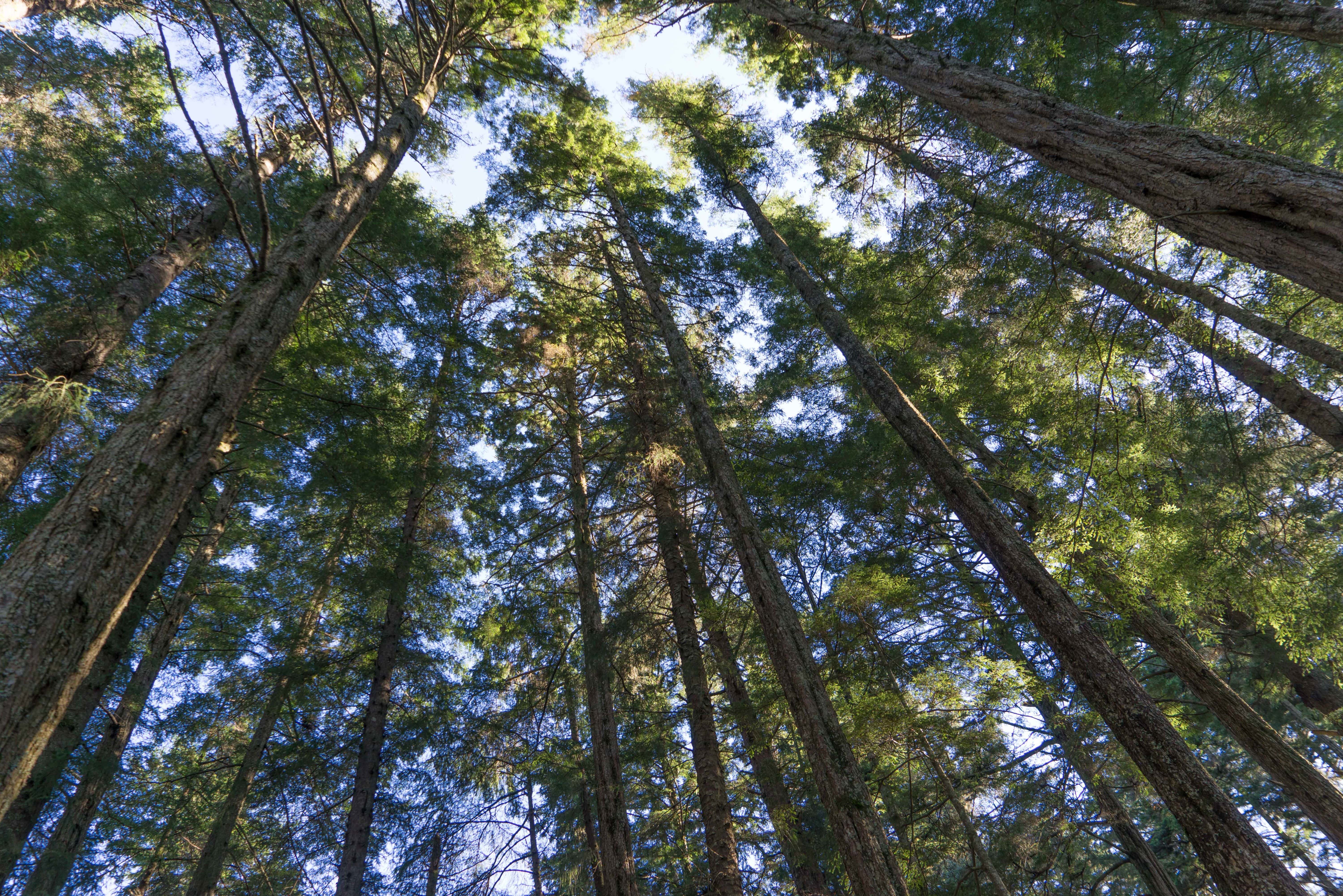 Regenerative Forestry