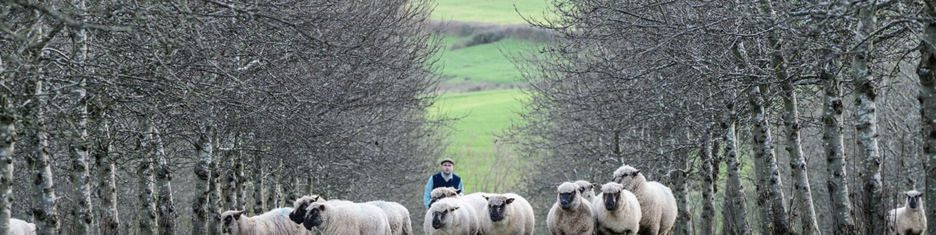 sheep in a field.jpg