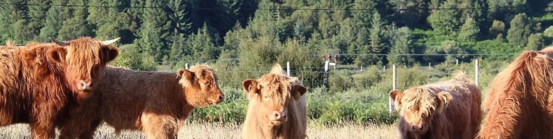 Cows at Crannich Farm.JPG