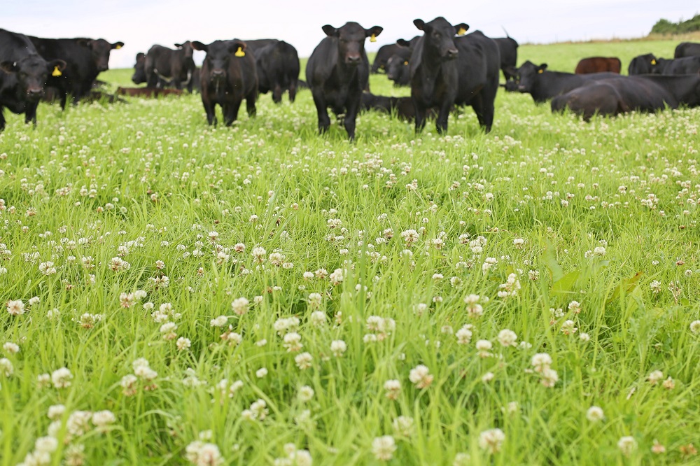 Mob grazing