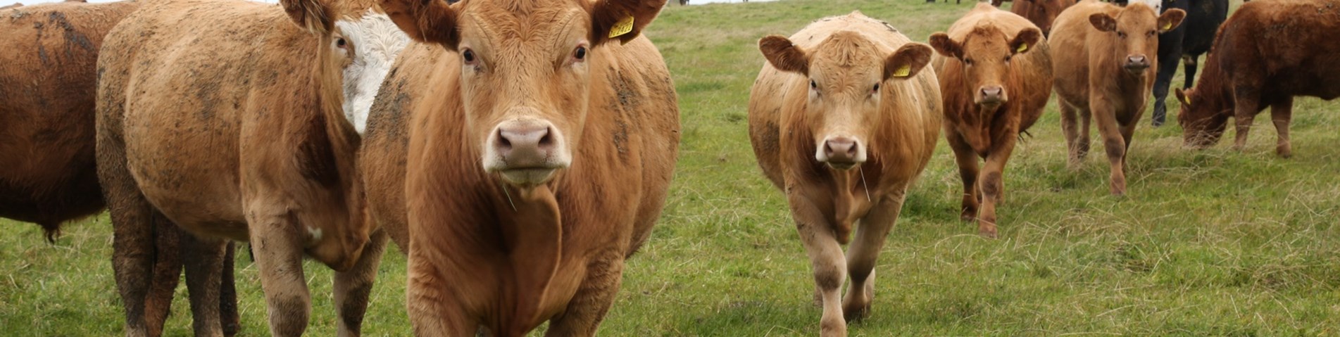 NewHollandFarm_72dpi6.JPG