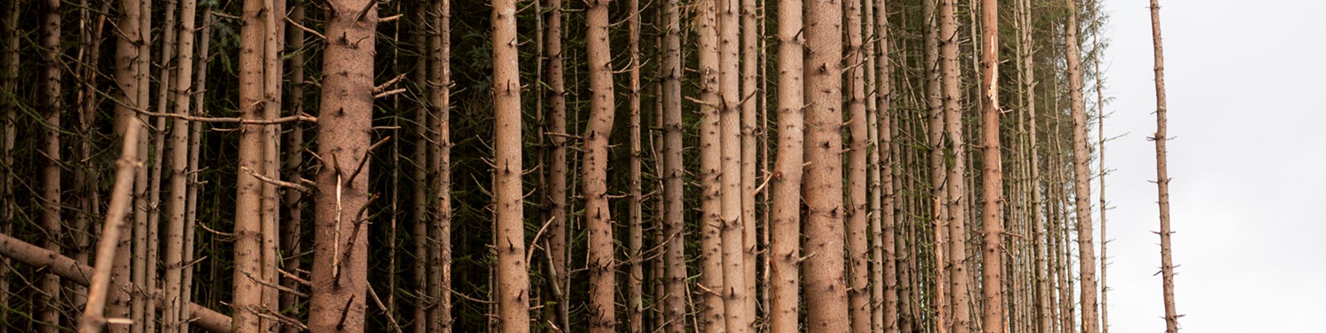 SA_ForestryAudit2015.09-84.jpg