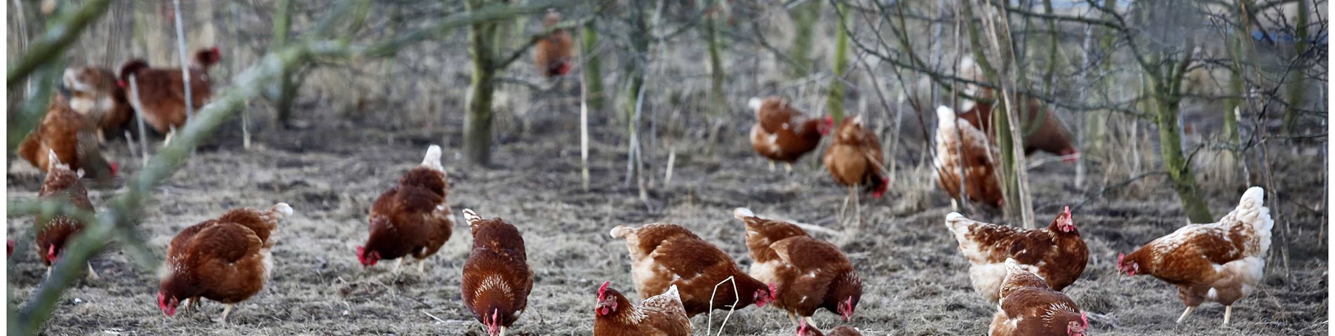 hens in a field.jpg