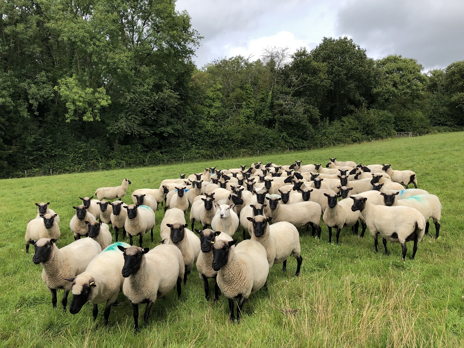 Revised scheme outline for the Sustainable Farming Scheme in Wales