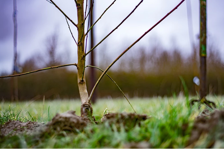 tree planting on farm