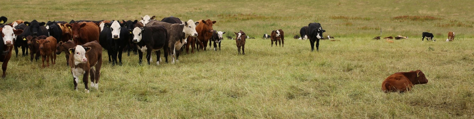 EasterDenoonFarmJuly2020_72dpi.jpg (1)