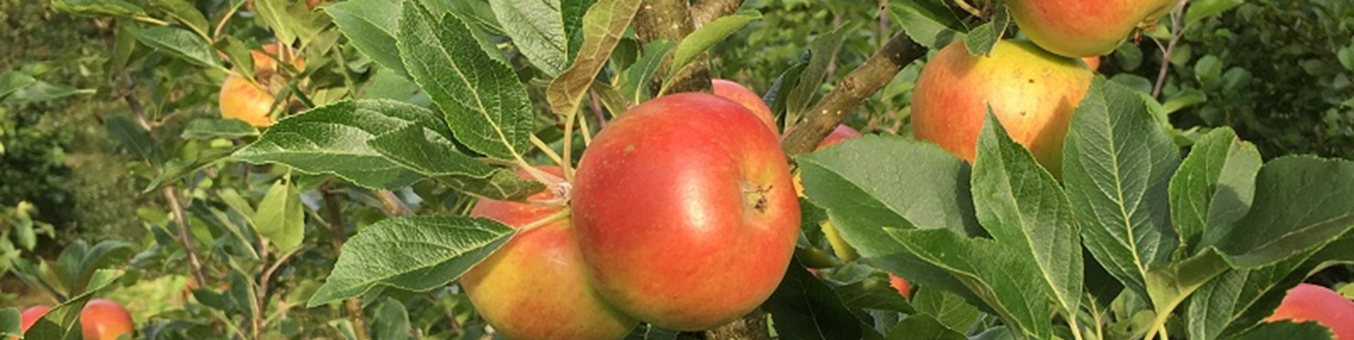 Wildlife Croft Phil Knott apples.jpg