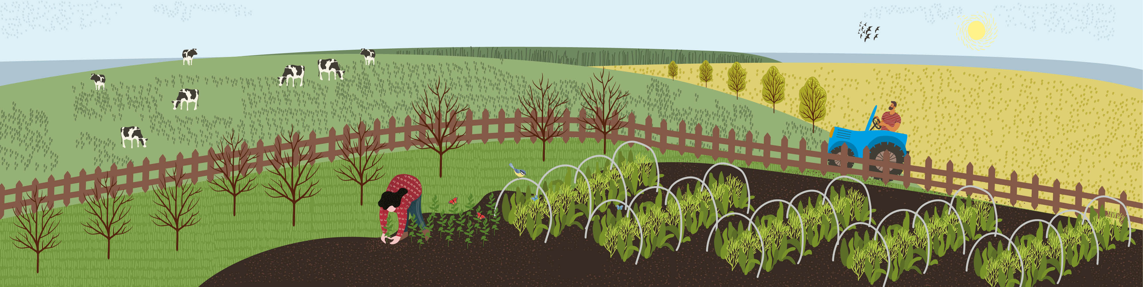 Will the Sustainable Farming Incentive (SFI) deliver for organic?