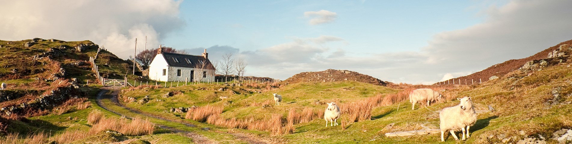 Farmhouse and sheep in Assynt - Shutterstock.jpg