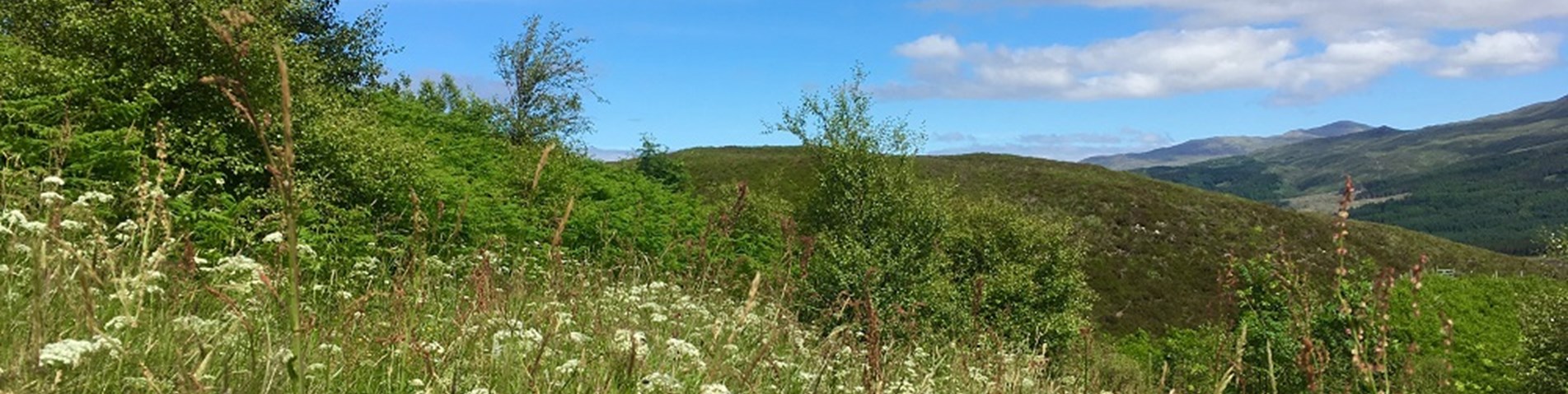 Wildlife Croft meadow WEB.jpg