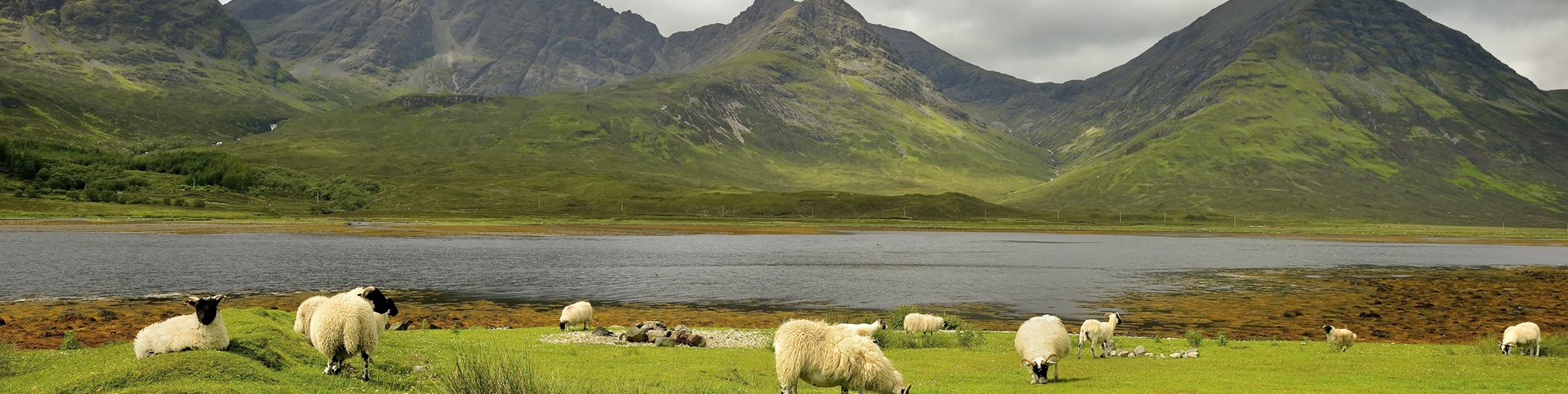 Flock of sheep 2 at Elgol w grass water and hills - Shutterstock.jpg