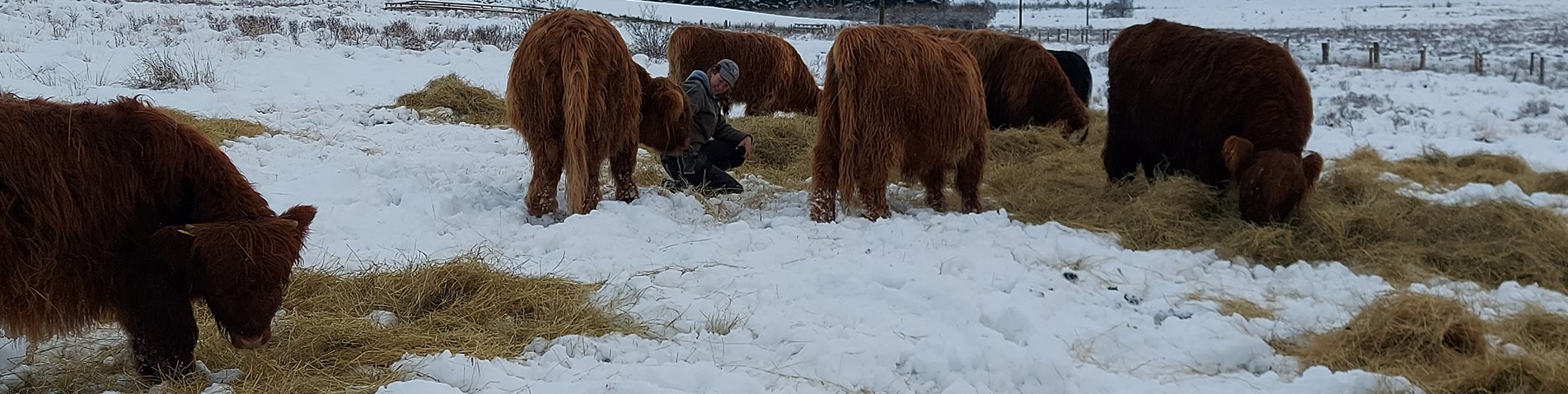 Lynbreck outwintering 2.jpg