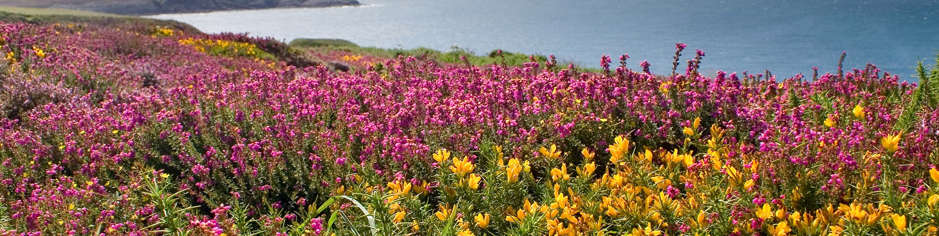 Gorse heathland - Shutterstock.jpg