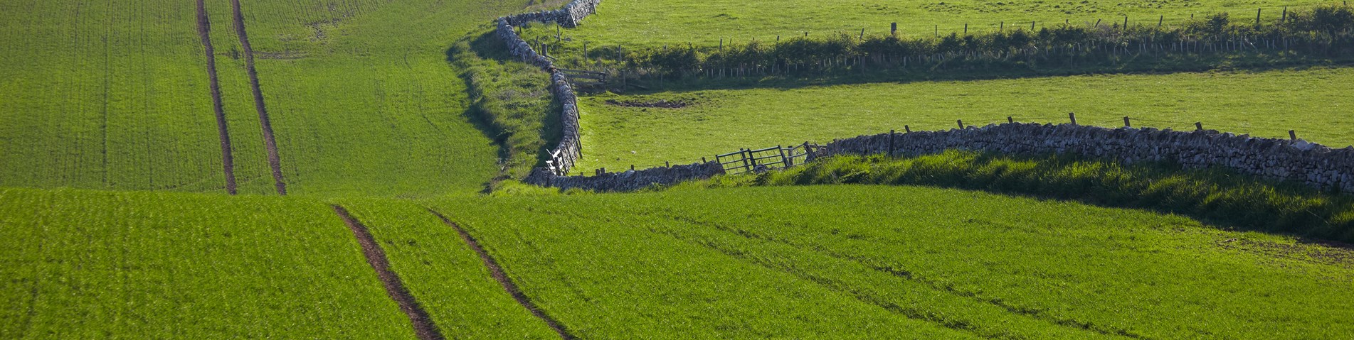 Green field with crop and livestock Scotland landscape - Shutterstock.jpg
