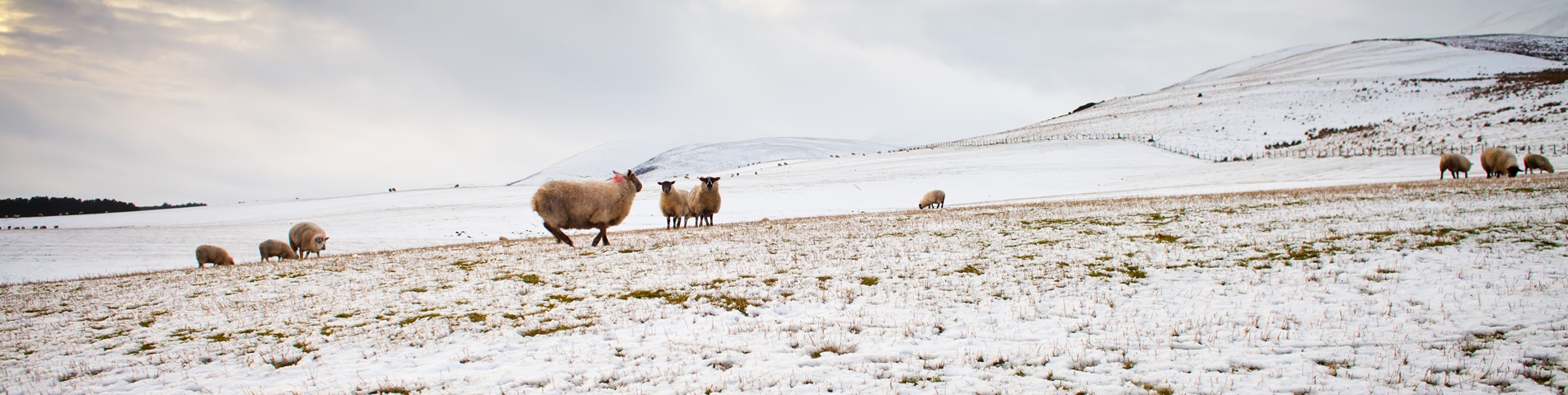 Sheep on snowy Scotland field landscape winter - Shutterstock.jpg