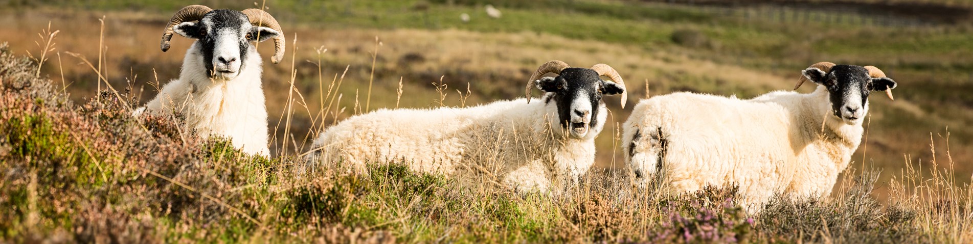 Horned sheep in highlands Scotland landscape - Shutterstock.jpg