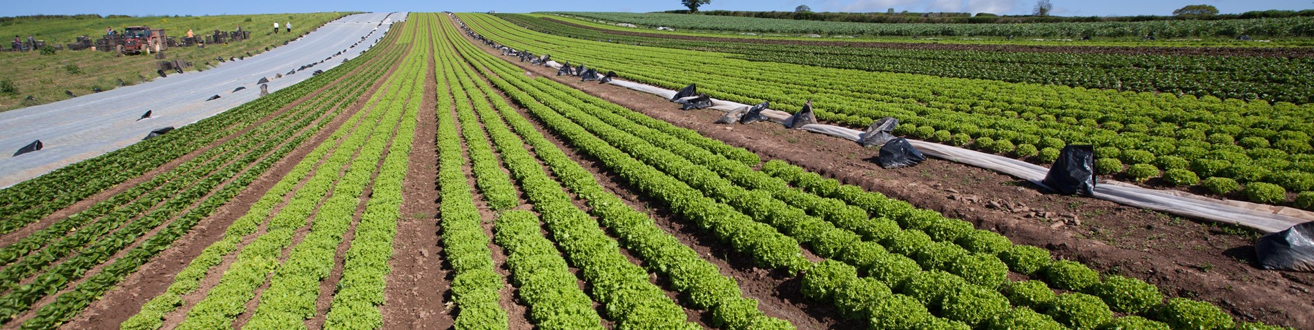 farm image.jpg