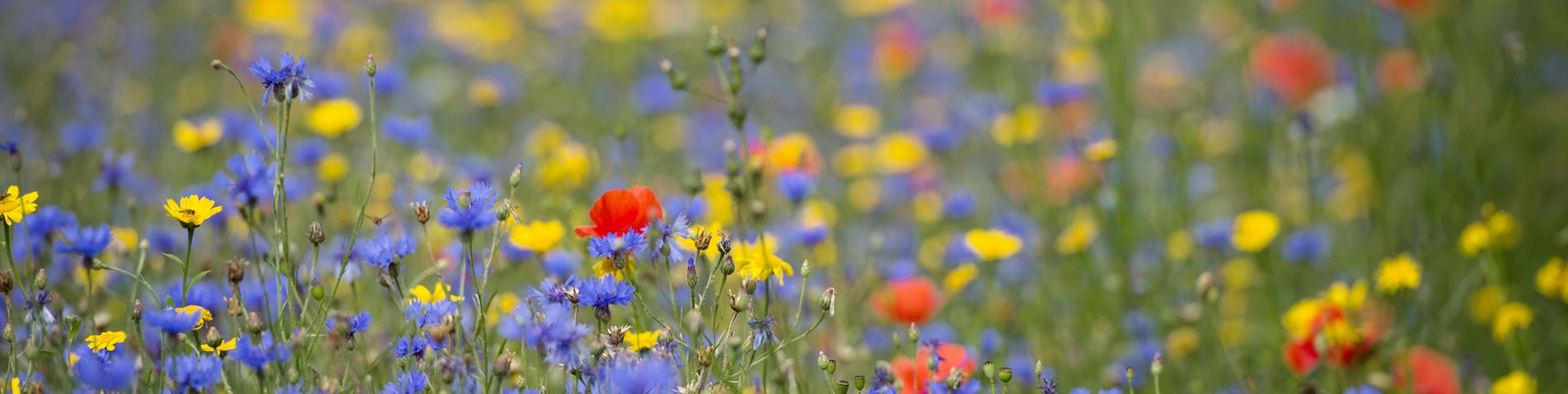 Wildflowers in Scotland - Shutterstock.jpg