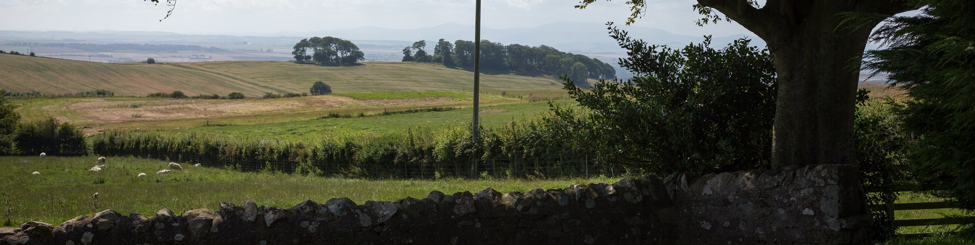 Farm landscape tree wall summer - organic licencee Peelham Farm Scotland credit Matthias Kremer.jpg