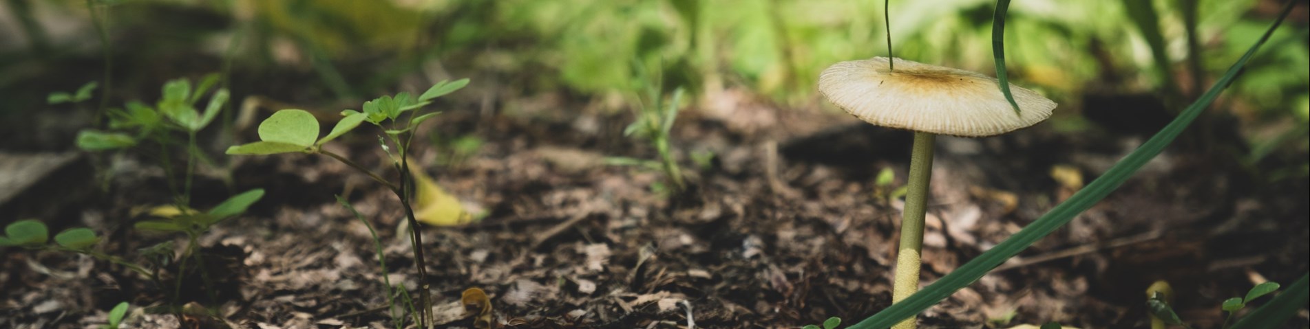 forest floor.jpg