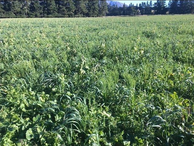 Forage crop on William Innes' farm, Windwhistle Farm, Canterbury