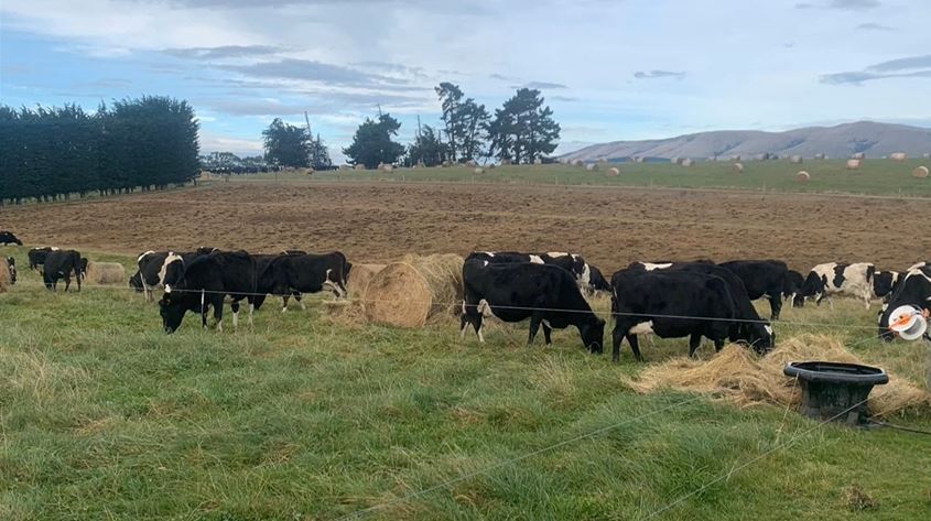 Diverse forages and dynamic grazing management
