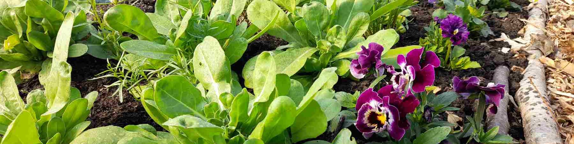Plants and vegetables Aweside Farm.jpg