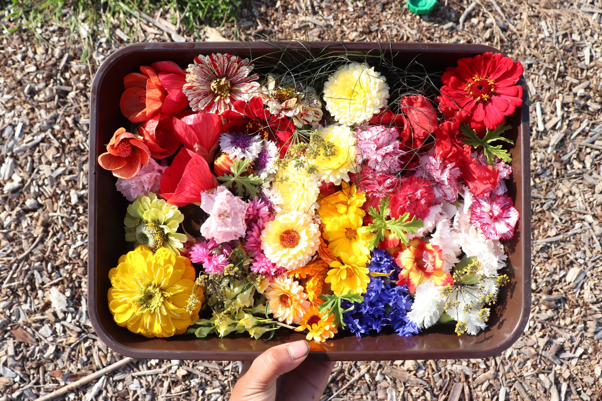 selection of organic cut flowers