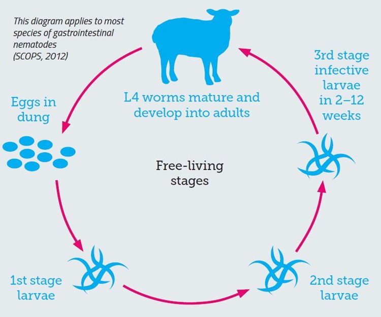 Life cycle of nematode parasites in sheep