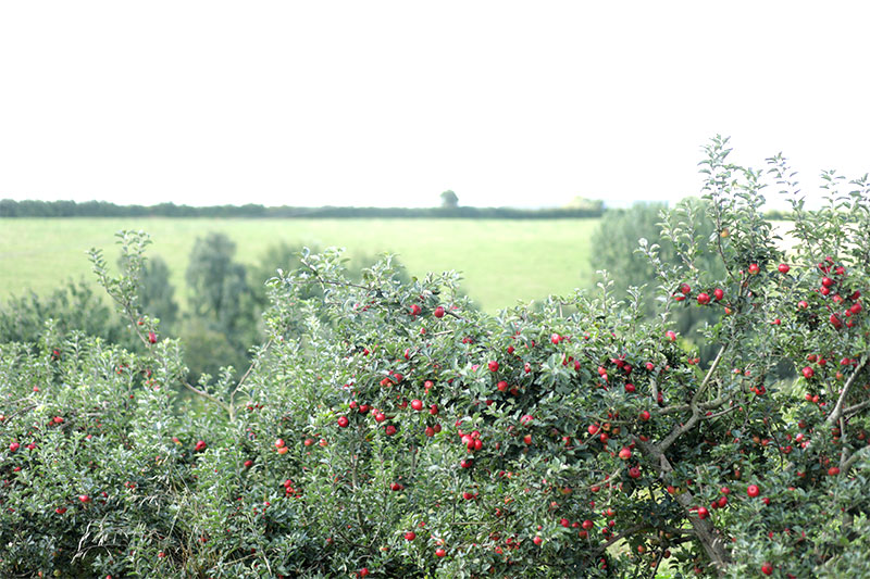 England Woodland Creation Offer (EWCO)