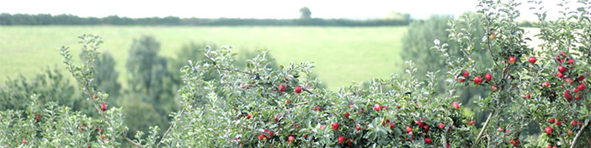 shillingford-apple-trees.jpg