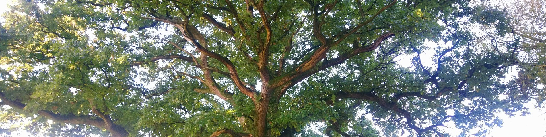 old oak.JPG