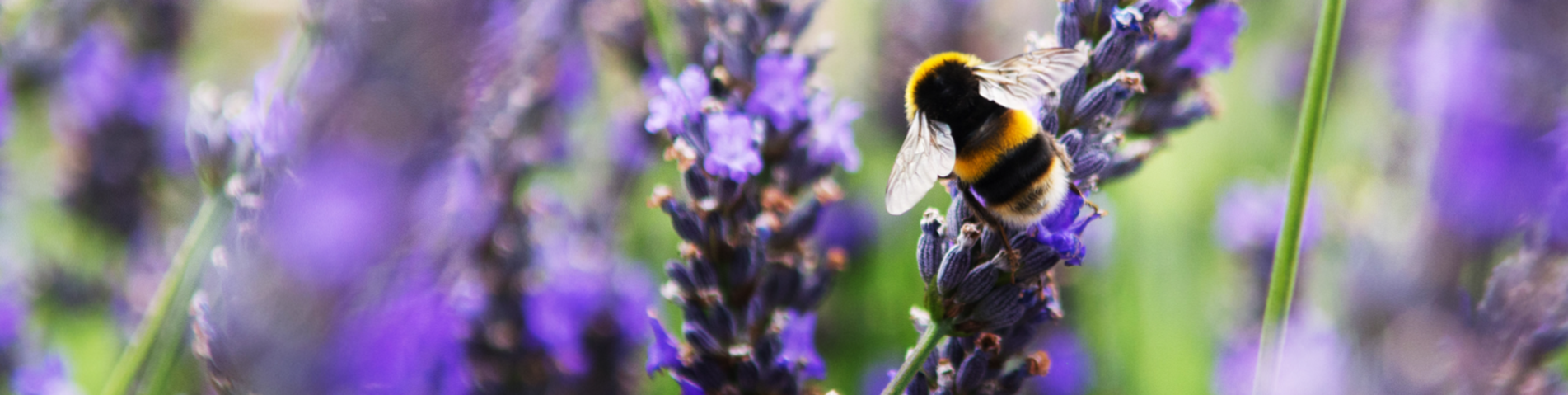 OTB_Banner_Bee.png