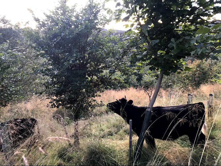 Pairing agroforestry with livestock: the major benefits