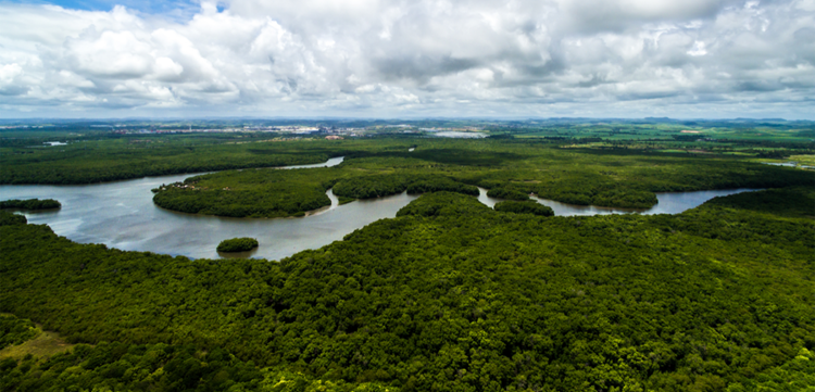 Amazon Rainforest Aerial shot
