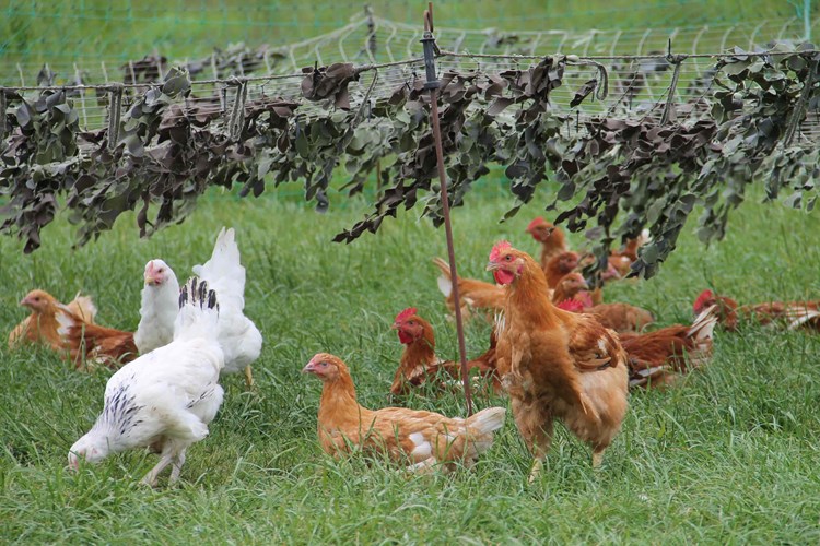 chickens in a field