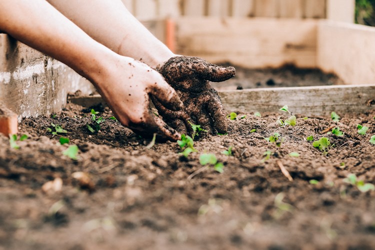 Planting Vegetables FFL