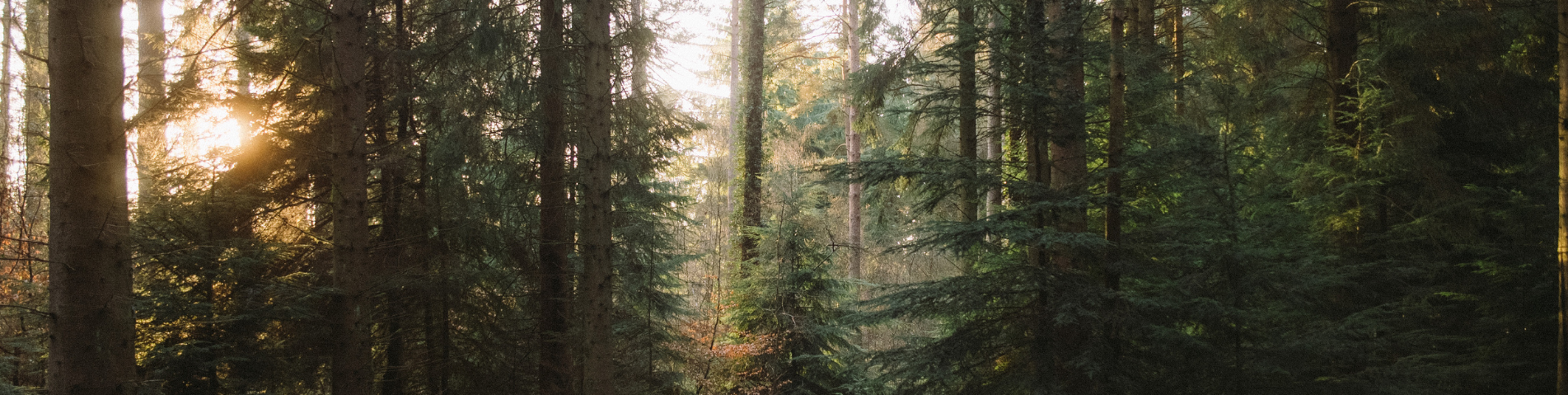 Forestry News 2021.png