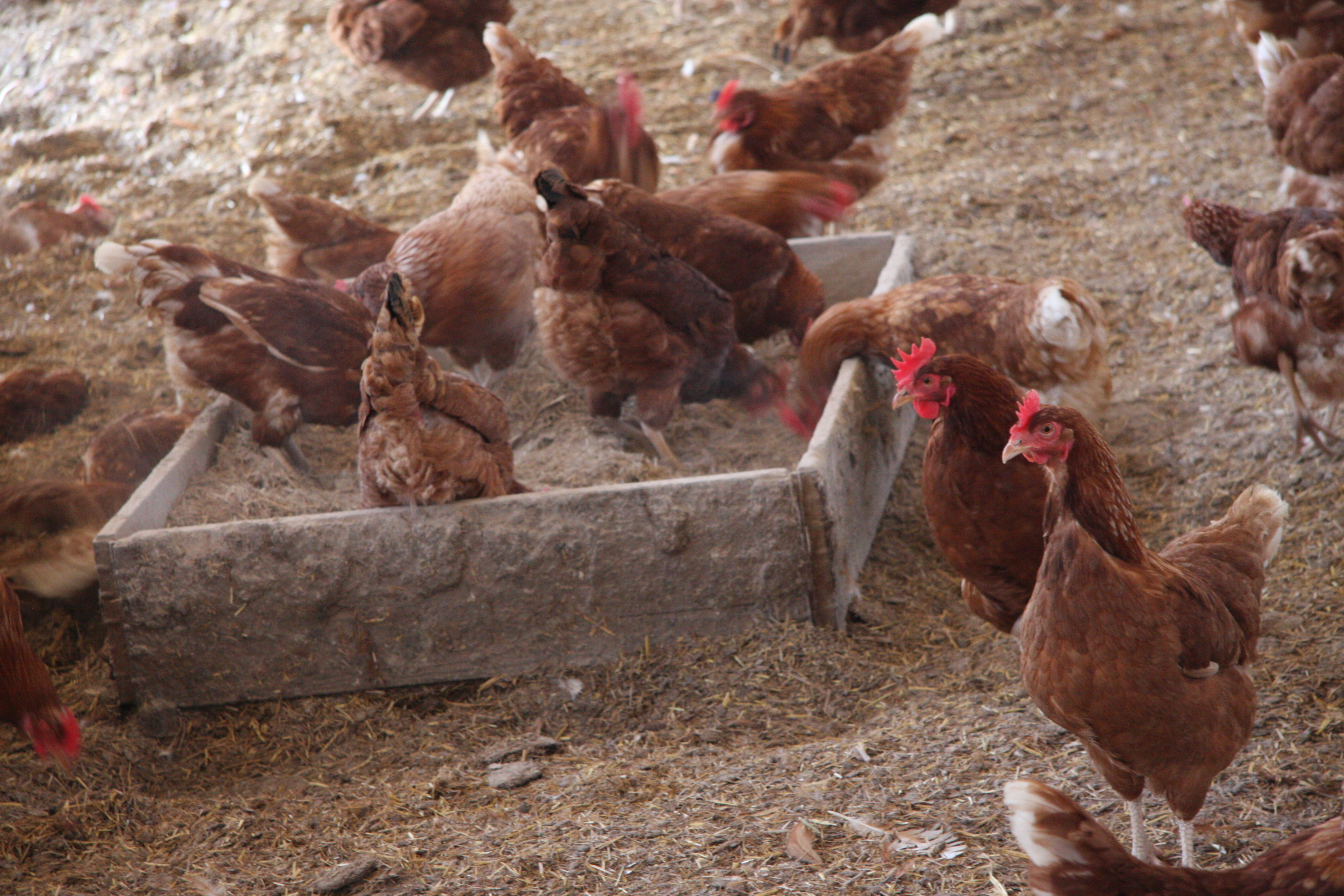 All of our standards have been updated for clarity, plus changes to poultry standards