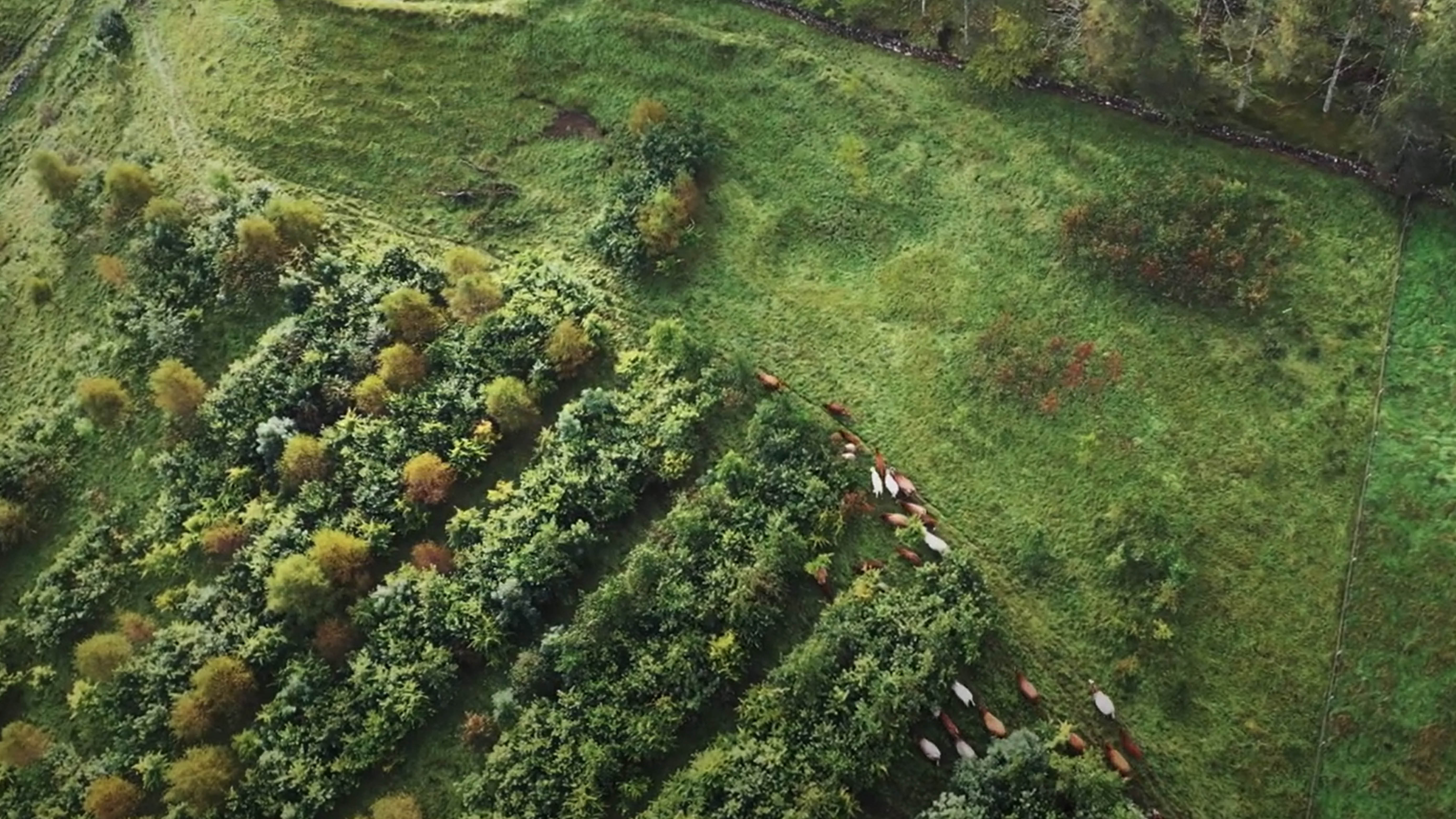 Agroforestry On Your Farm