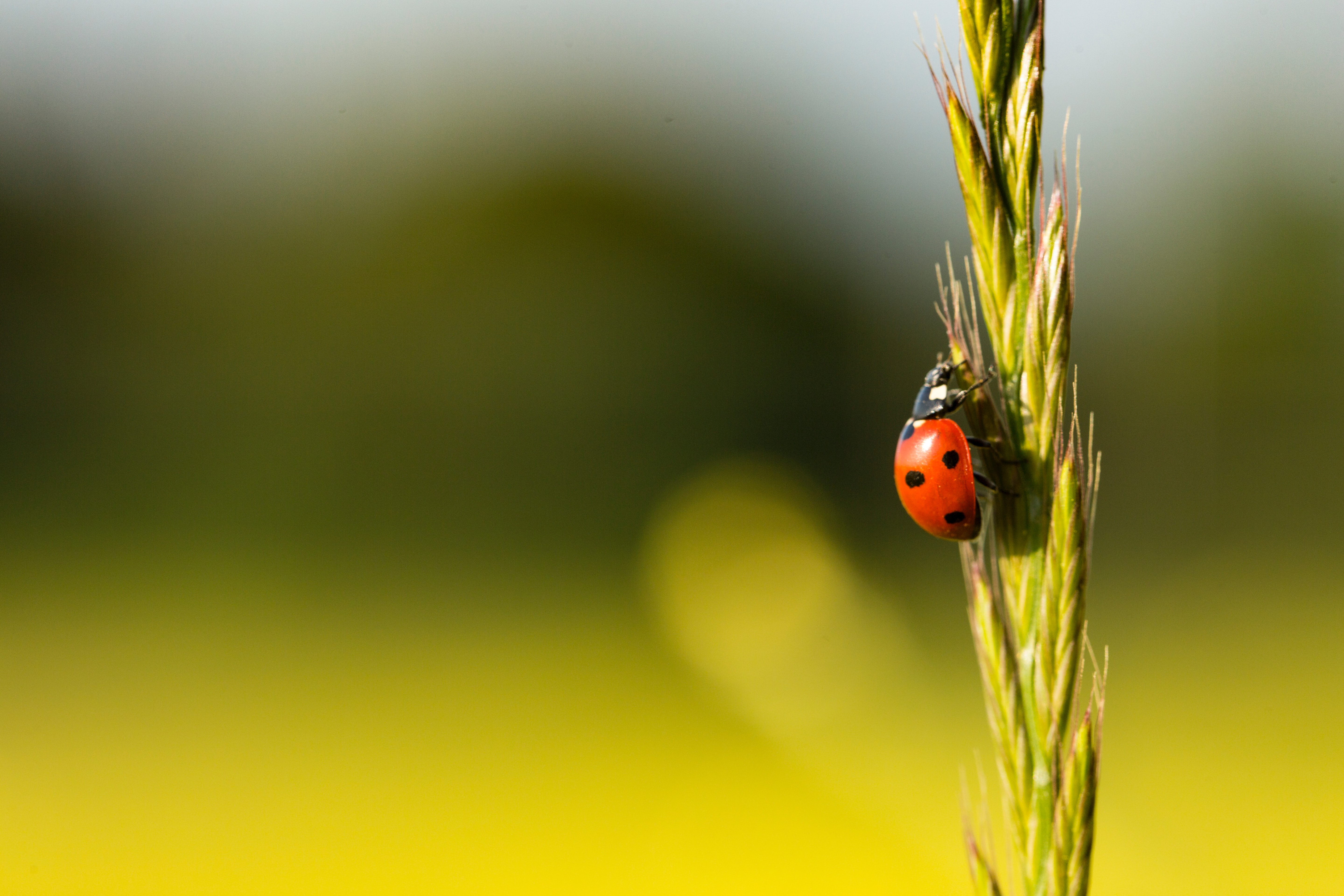 Why are insects in decline, and what can farmers do about it?