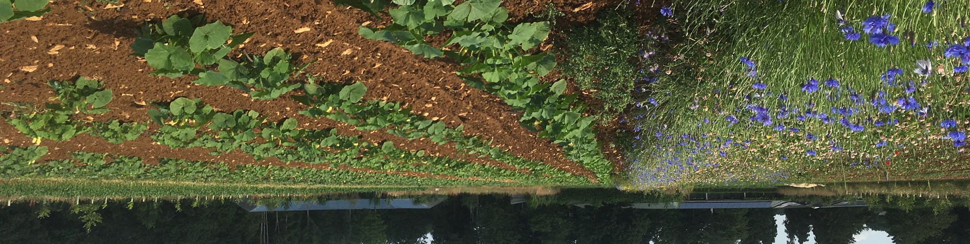 Wildflower strips amongst crops_Andy Dibben_22112023_PFAndyDibben.JPG