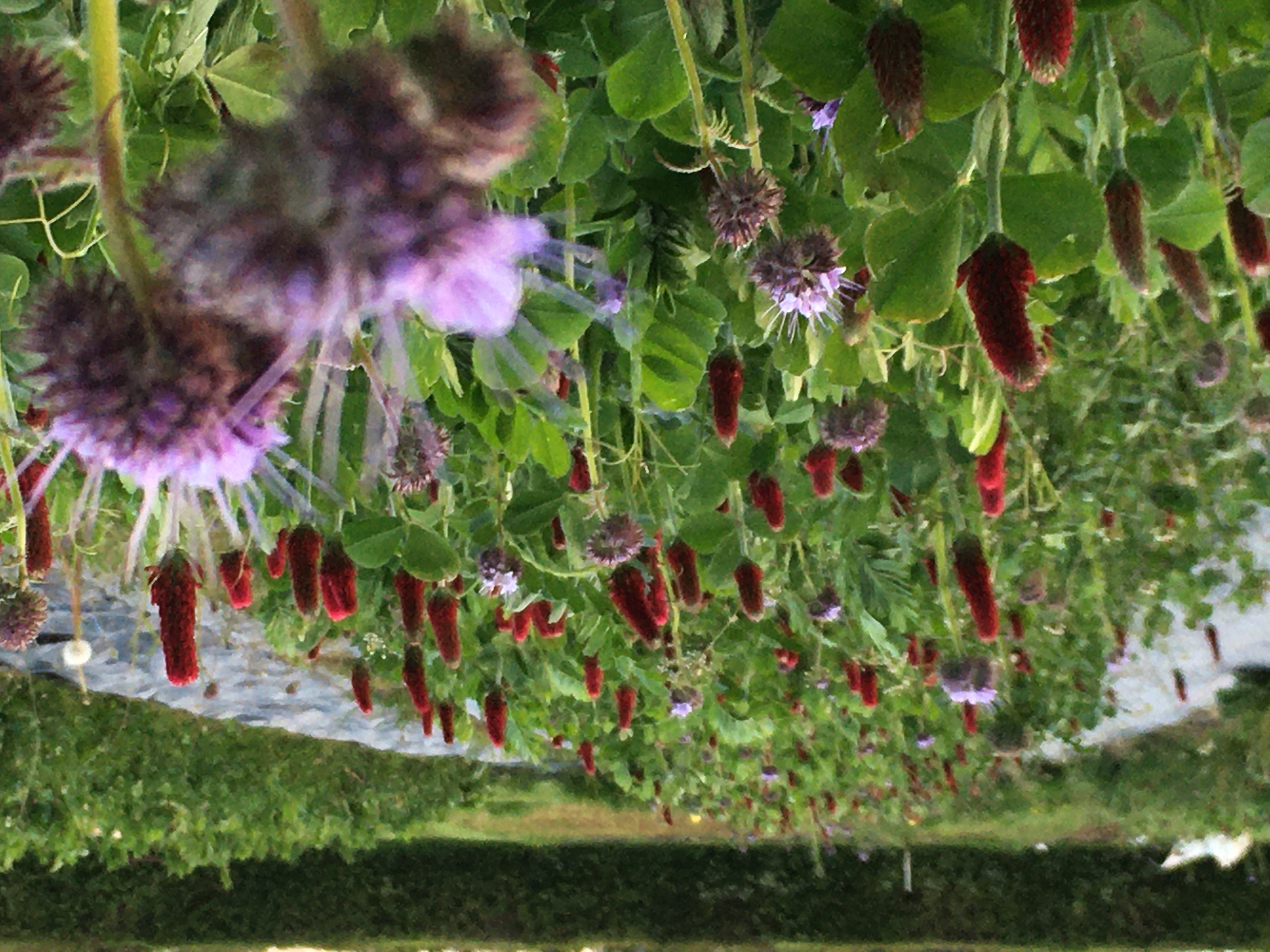 Sustainable Farming Incentive guidance for farmers, December 2024