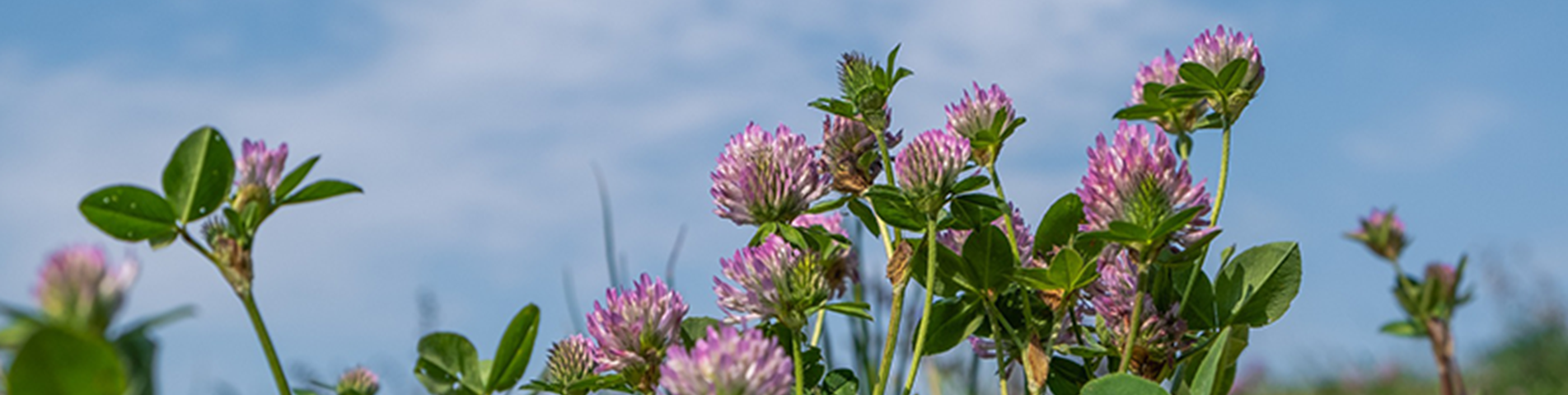 cover crop legume clover.png
