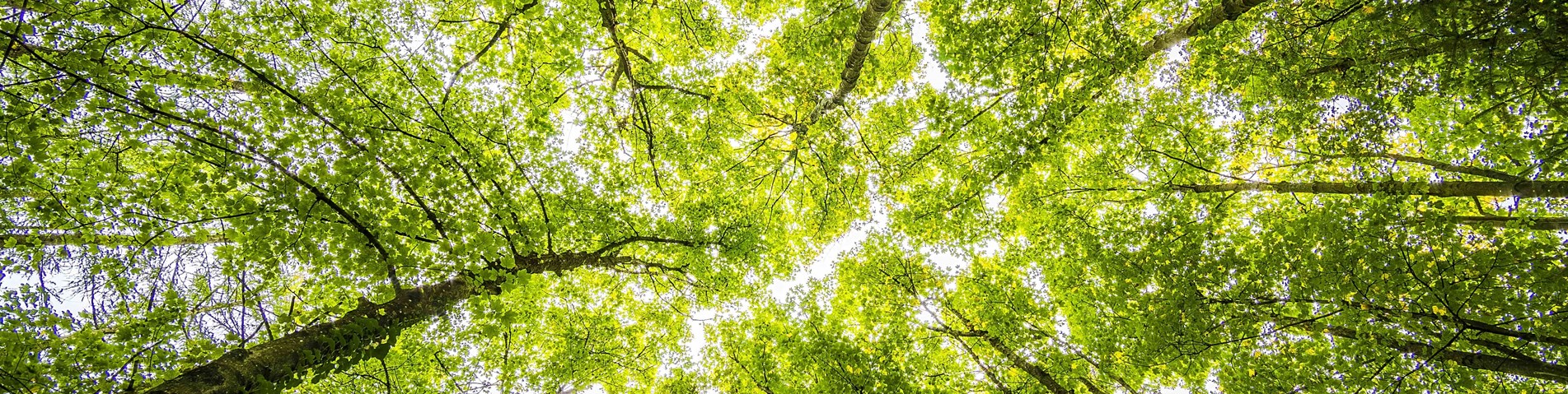 pexels-felix-mittermeier-957024.jpg (1)