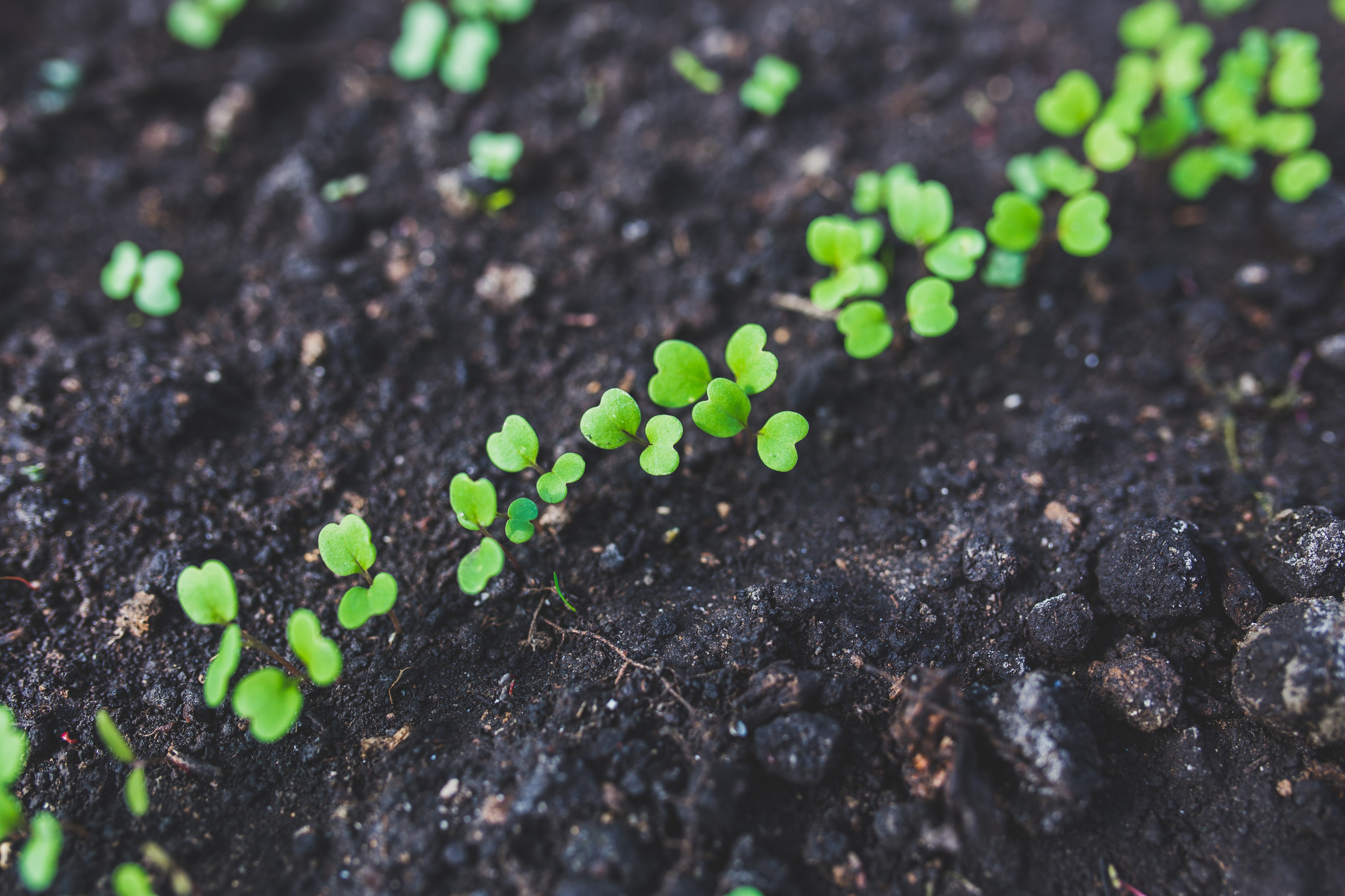 The magic of soil: what is the importance of soil in agriculture, and what can farmers do to protect it?