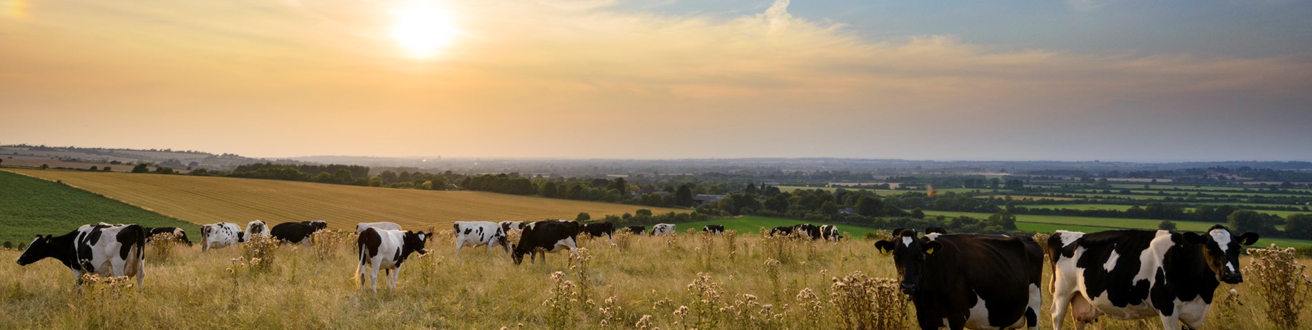Cows and sky
